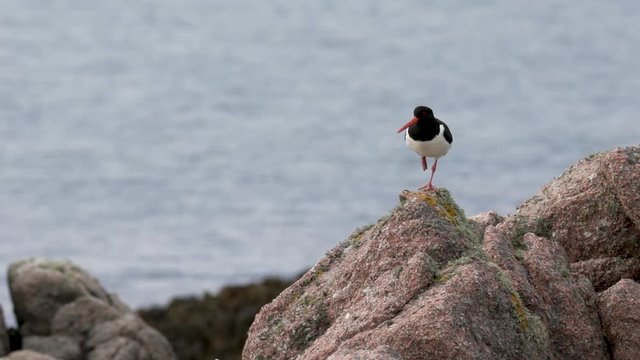 Un hu&icirc;trier pie sur une patte sur un rocher / An oystercatcher standing on one leg on a rock