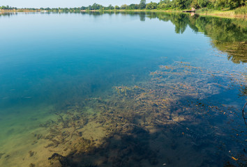 Summer lake calm rushy shore.