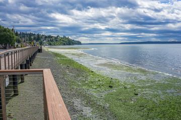 Boardwalk And Shoreline