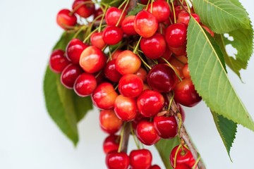 Red cherries with leaf.