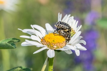 Trauer-Rosenk&auml;fer auf einer Blumenwiese, Deutschland