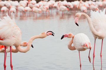 Flamingos in der Camarque in Frankreich