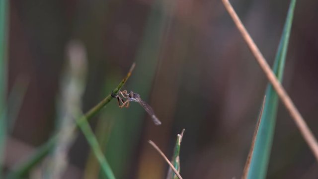 Dragonfly sitting on the grass. Insect Familiar bluet Damselfly dragonfly sits on blade of grass in forest macro