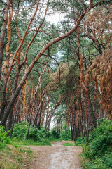 Fototapeta premium The sun in zenith and road in the pine forest on a clear summer day. Wallpaper and nature landscape background