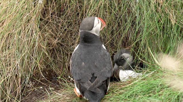 Un poussin macareux moine sort de son nid / A puffin chick go out of his nest in slowmotion