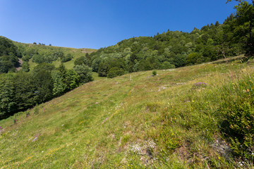 Naklejka premium Montagne et alpage