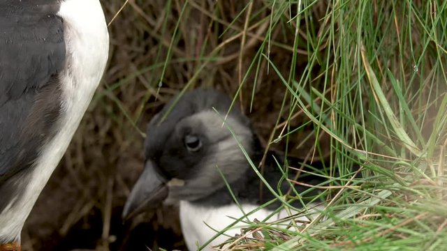 Un poussin macareux moine sort de son nid / A puffin chick go out of his nest in slowmotion