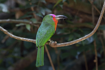 The red-bearded bee-eater (Nyctyornis amictus) is a large species of bee-eater found in the Indo-Malayan subregion of South-east Asia. This species is found in openings in patches of dense forest.