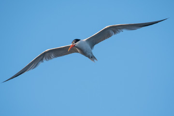 Tern hunting for good