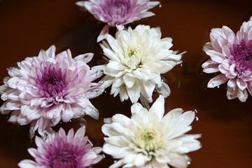 Chrysanthemum flower in purple and white color floating above the water.