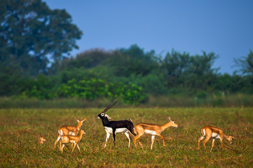 Naklejka na ściany i meble The blackbuck, also known as the Indian antelope, is an antelope found in India, Nepal and Pakistan. The blackbuck is the sole extant member of the genus Antilope