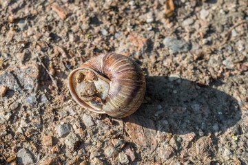 Braune Weinbergschnecke auf einem Feldweg
