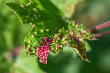 Mit Gallmilben befallener Ahorn Baum