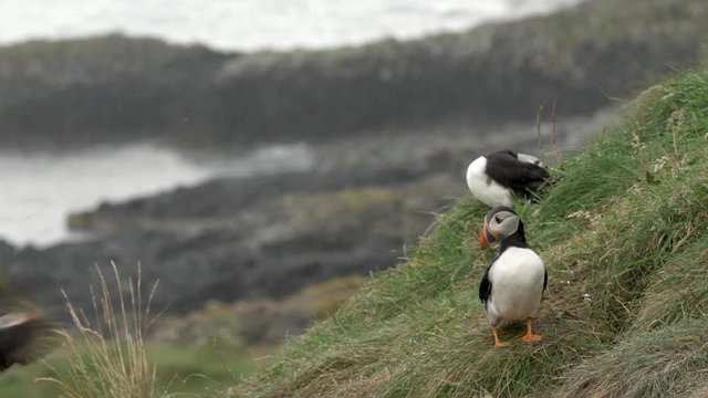 Un macareux moine atteri / A puffin land in the middle of the colony