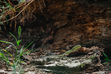 Green lizard in the pine forest. Reptile on a background of pine bark. Nature habitat, widespread diurnal and mainly insectivorous land reptile with a long brittle tail. Wallpaper