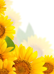 Frame of sunflowers on a white background. Background with copy space.