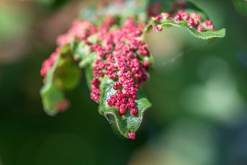 Mit Gallmilben befallener Ahorn Baum
