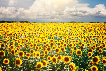 Obraz premium Beautiful field of sunflowers. Rural landscapes under bright sunlight. Background of ripening sunflower. Rich harvest.