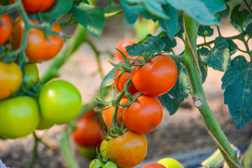Tomaten Strauch