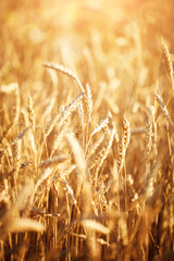 Wheat field. Rural Scenery under Shining Sunlight. A background of the ripening wheat. Rich harvest.