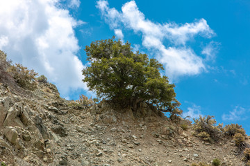 Lone tree against a cloudy blue sky in a mountain