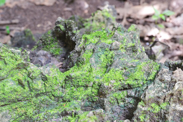 stone covered with green lichen