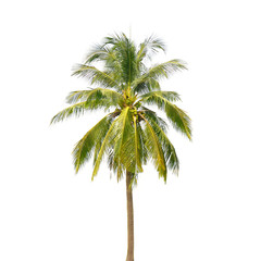 Fototapeta premium coconut palm tree isolated on white