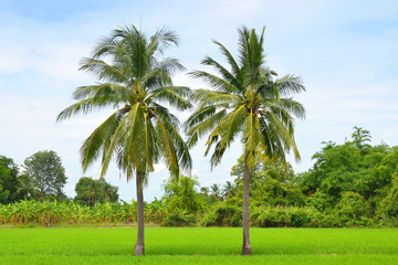 Obraz premium coconut palm tree in rice fields with blue sky