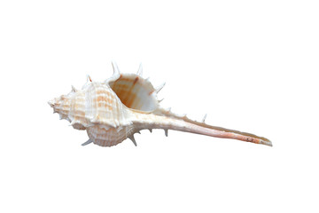 Fototapeta premium sea shell