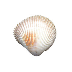 sea shell