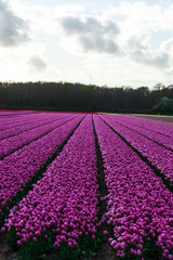 Tulips field