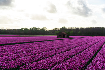 Tulips field