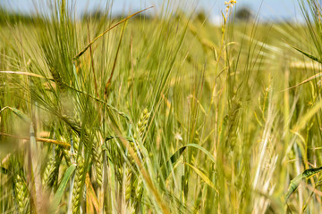 Weizenfeld im Hochsommer