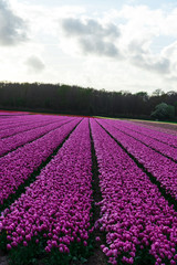 Fototapeta na wymiar Tulips field