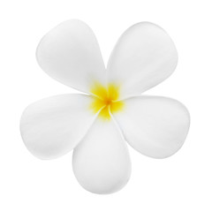 plumeria flower bloom isolated on white