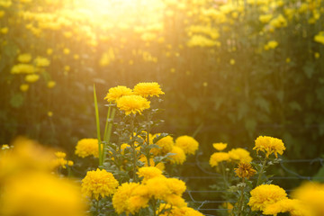Fototapeta premium Background of yellow sunlight