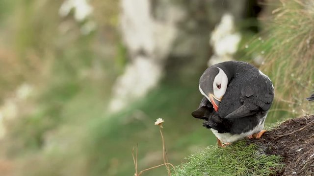 Un macareux moine se lave / A puffin washs himself