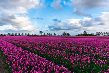 Tulips field in holland