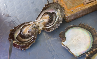 black pearls, just harvested on a pearl farm in the Fakarava atoll, Tuamotus, French Polynesia