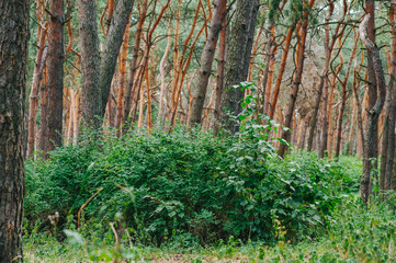 Bush in a pine forest. Wallpaper of natural habitat.
