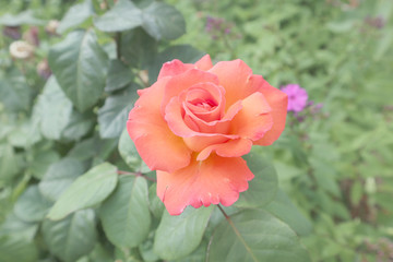 rose, flower, pink, red, nature, garden, beautiful, love, beauty, green, floral, rose, red, rose, plant, Bud, flora, pink, flowering