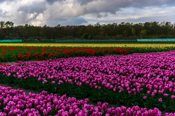 Pink tulips field