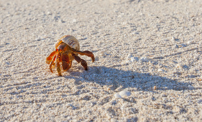  Hermit crab, so called coconut crab, carrying her new house at the beach of Makemo atoll, Tuamotus archipelago, French Polynesia,France