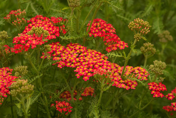 Obraz premium Red-orange color splash