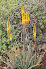 Echte Aloe Vera, Blüten, Insel Lanzarote, Spanien, Europa