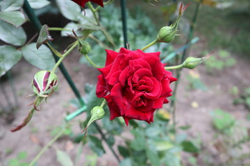 rose, flower, red, nature, garden, beautiful, love, beauty, green, floral, rose, red, rose, plant, Bud, flora, pink, flowering