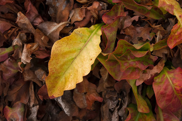 Yellow autumn leaf on brown leaf bed