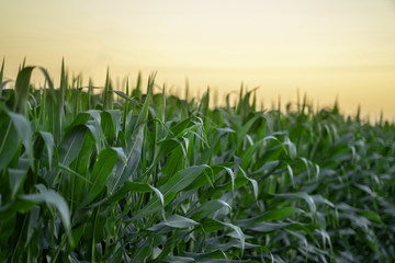 Obraz premium Corn Field at sunset