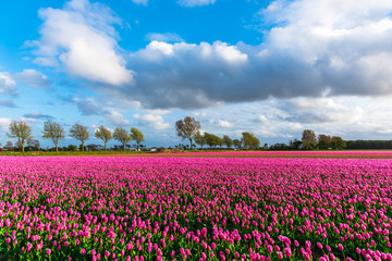 Pink tulips field