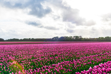 Pink tulips field